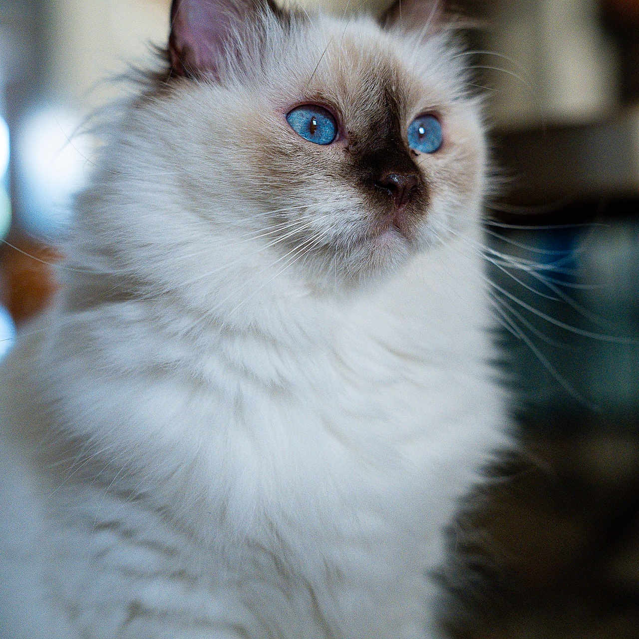 Chanel participe au concours pour gagner de l'argent avec cette photo : animal, background_blur, blue_eyes, calm, cat, close_up, cute, domestic_cat, ears, face, feline, fluffy, focused, indoor, looking_away, pet, portrait, soft_fur, whiskers, white_fur
