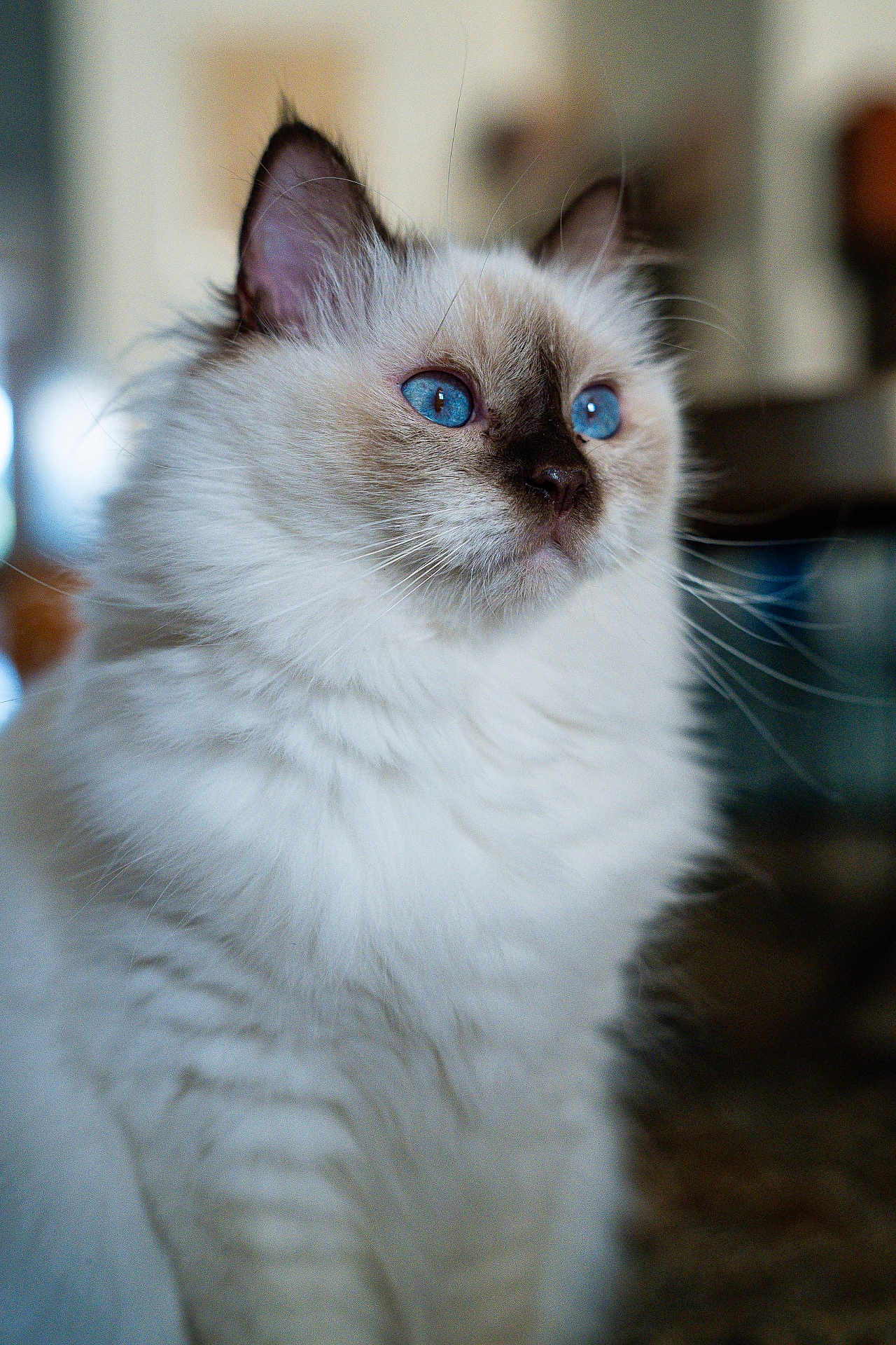 Chanel participe au concours pour gagner de l'argent avec cette photo : cat, blue_eyes, fluffy, white_fur, pet, indoor, close_up, portrait, animal, feline, whiskers, cute, domestic_cat, soft_fur, ears, face, looking_away, focused, background_blur, calm