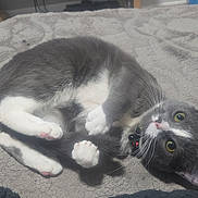 Pixie Baby Joker is registered to the contest to win money with this photo: cat, grey_cat, white_paws, green_eyes, pet, indoor, blanket, fur, whiskers, collar, relaxed, cute, animal, cozy, soft_texture, domestic, feline, paw, lying_down, curious