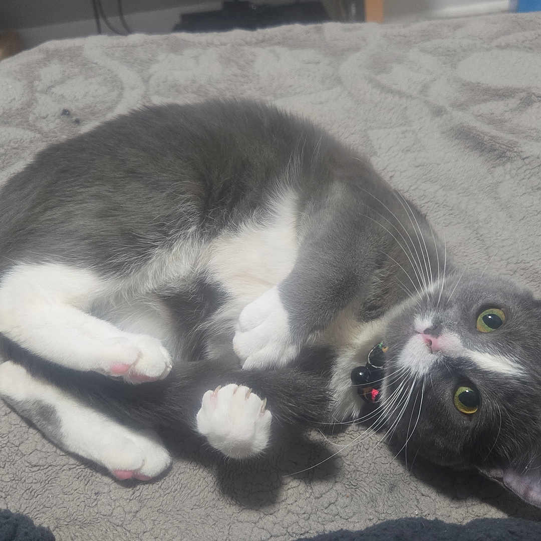 Pixie Baby Joker is registered to the contest to win money with this photo: animal, blanket, cat, collar, cozy, curious, cute, domestic, feline, fur, green_eyes, grey_cat, indoor, lying_down, paw, pet, relaxed, soft_texture, whiskers, white_paws