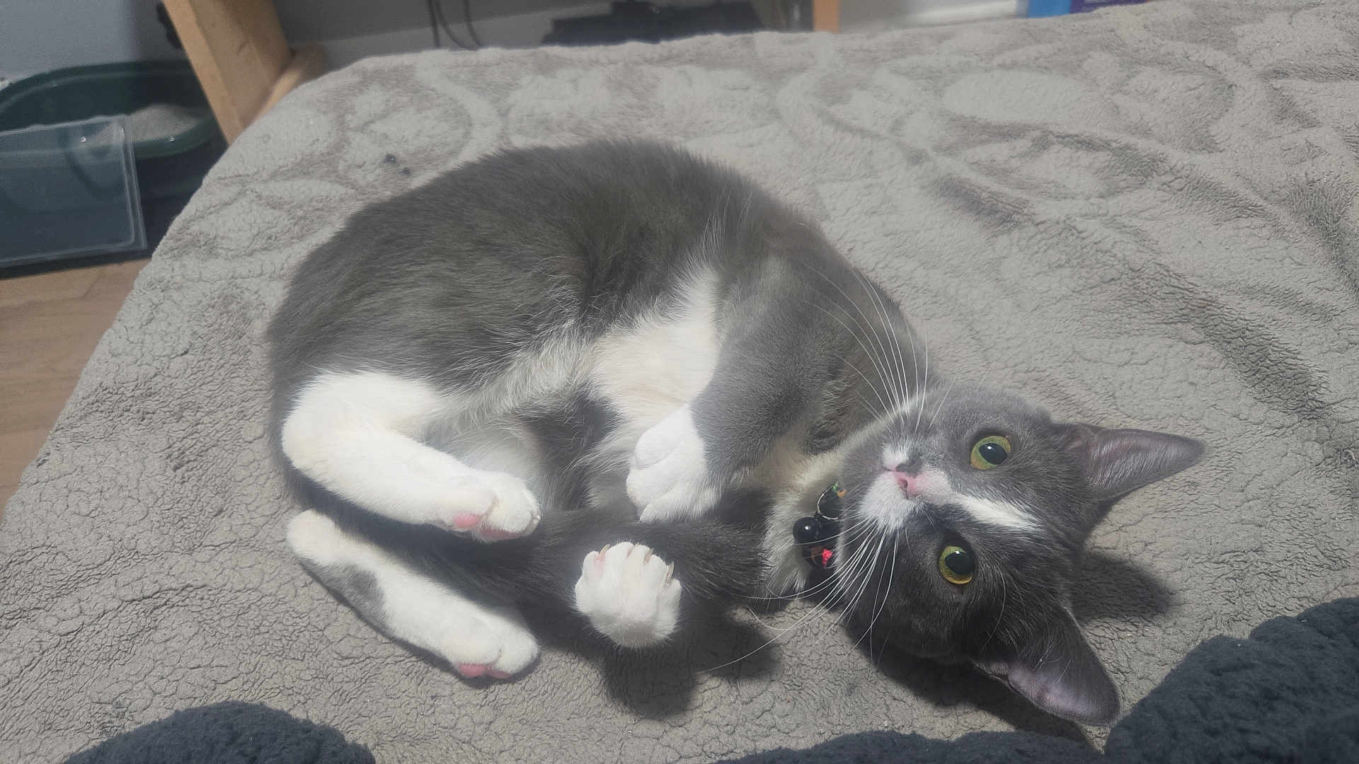 Pixie Baby Joker is registered to the contest to win money with this photo: cat, grey_cat, white_paws, green_eyes, pet, indoor, blanket, fur, whiskers, collar, relaxed, cute, animal, cozy, soft_texture, domestic, feline, paw, lying_down, curious