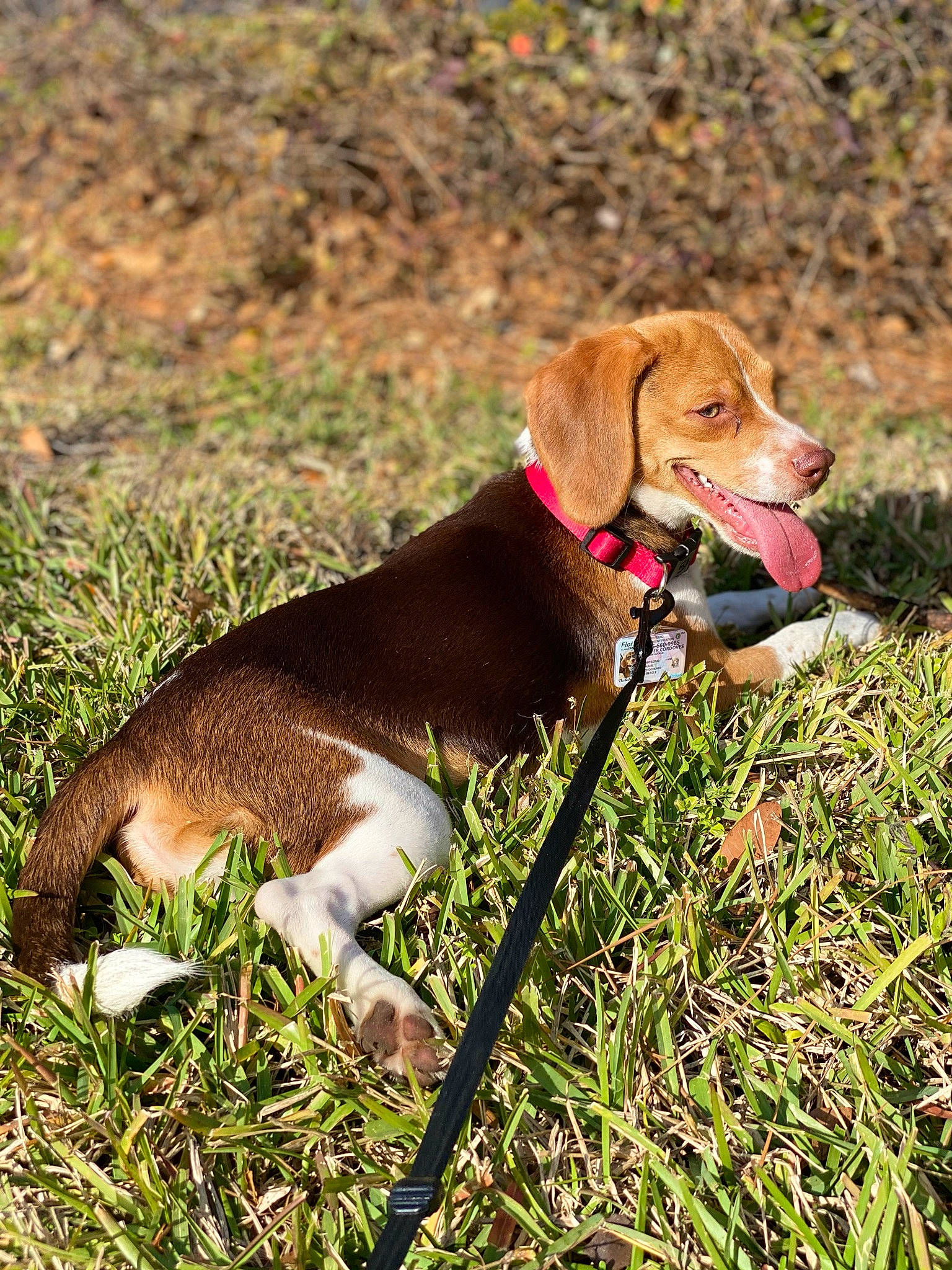 Denver joined the competition — help win amazing prizes! carnivore, collar, companion_dog, dog, dog_breed, dog_collar, dog_supply, fawn, grass, gun_dog, hound, leash, liver, pet_supply, plant, pointing_breed, sporting_group, tail, webbing, working_animal