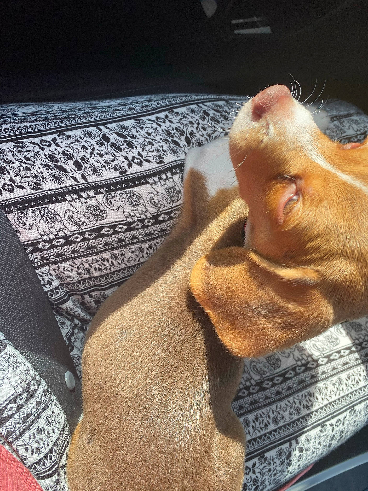 Denver is registered to the contest to win money with this photo: carnivore, comfort, dog_breed, ear, fawn, felidae, flooring, fur, human_leg, liver, paw, snout, sporting_group, tail, terrestrial_animal, toy, whiskers, wood, working_animal, wrinkle