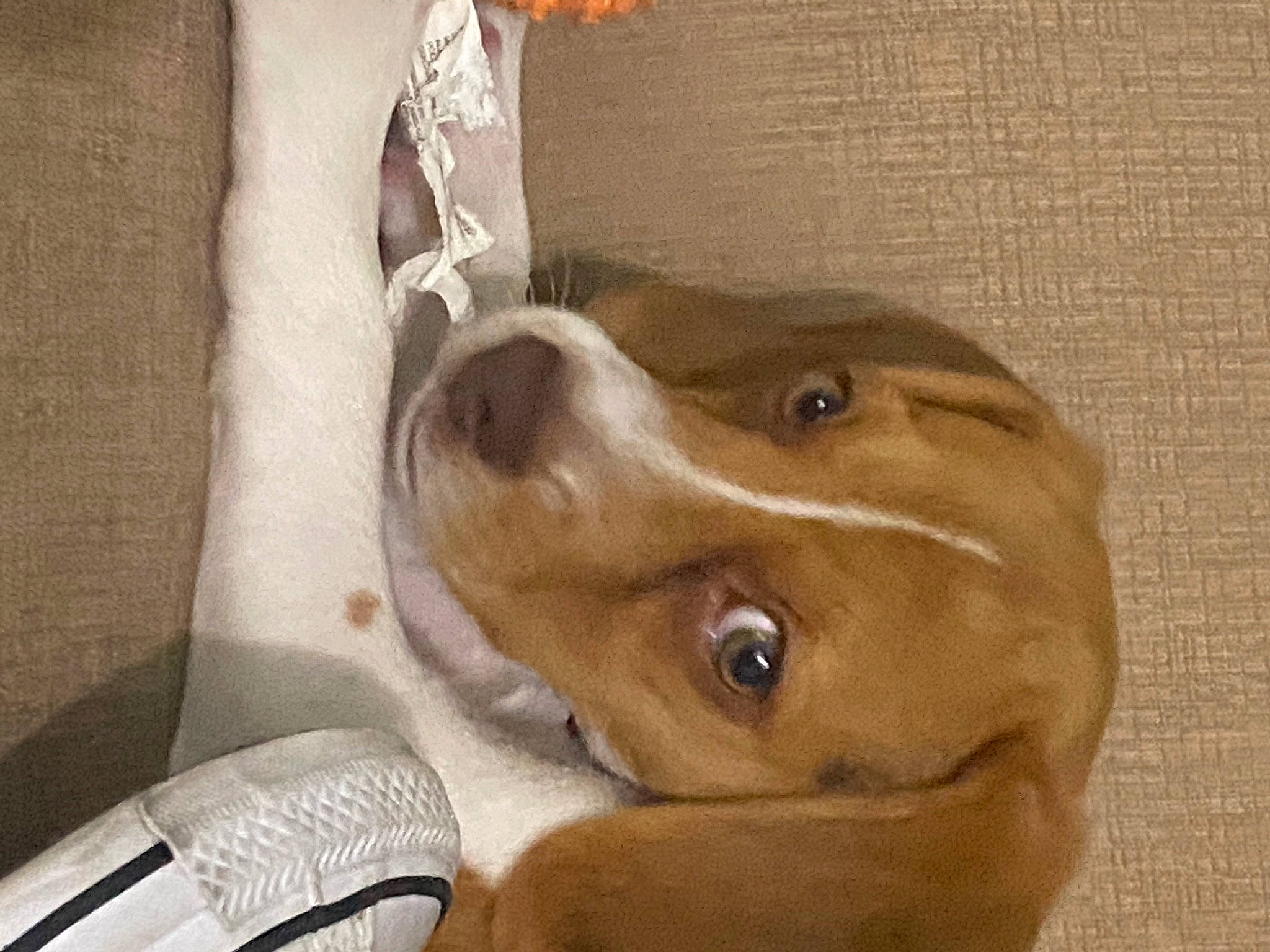 Denver is registered to the contest to win money with this photo: art, canidae, carnivore, comfort, companion_dog, dog, dog_breed, ear, fawn, guard_dog, liver, pointing_breed, selfie, snout, sporting_group, weimaraner, whiskers, wood, working_animal, wrinkle