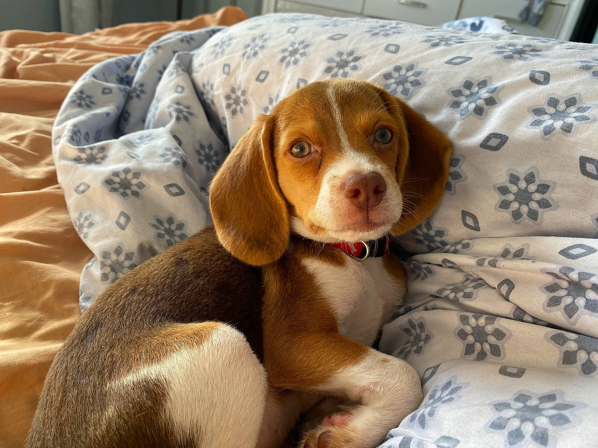 Denver joined the competition — help win amazing prizes! braque_du_bourbonnais, carnivore, comfort, companion_dog, dog, dog_breed, fawn, hound, hunting_dog, linens, liver, scent_hound, snout, sporting_group, terrestrial_animal, working_animal