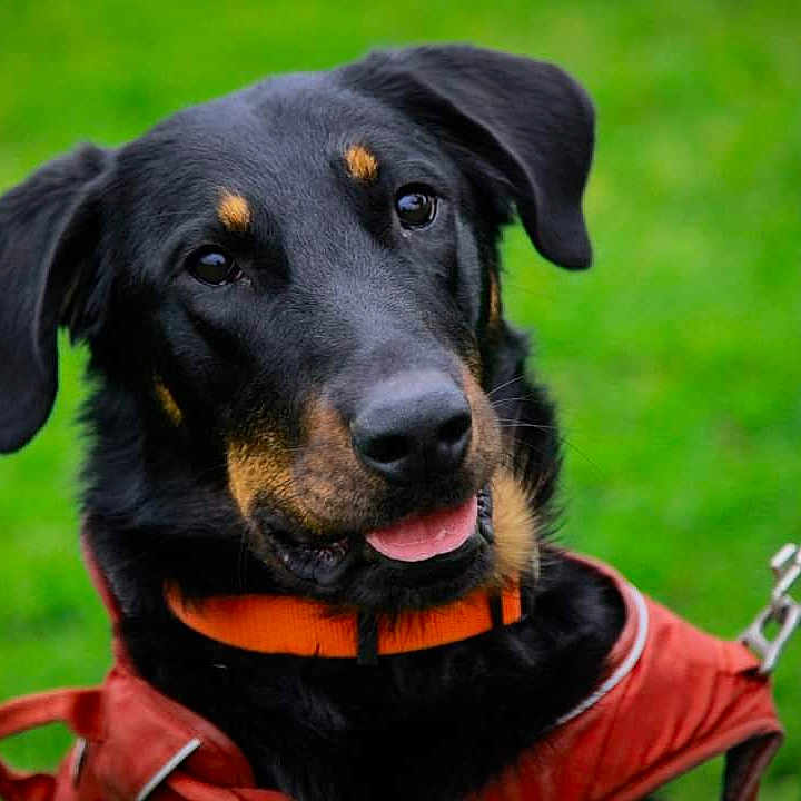 Ulka a rejoint le concours — aidez-le/la à gagner de superbes lots ! accessories, animal, appenzeller, canine, clothing, coat, dog, grass, hound, jacket, labradorretriever, leash, outdoors, pet, plant, playarea, policedog, puppy, snout, strap