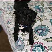 Maddie is registered to the contest to win money with this photo: dog, black_dog, pet, collar, bedspread, floral_pattern, indoor, animal, cute, small_dog, fur, lying_down, looking_up, ears, eyes, nose, mouth, home, comfort, domestic