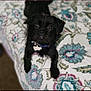 dog, black_dog, pet, collar, bedspread, floral_pattern, indoor, animal, cute, small_dog, fur, lying_down, looking_up, ears, eyes, nose, mouth, home, comfort, domestic