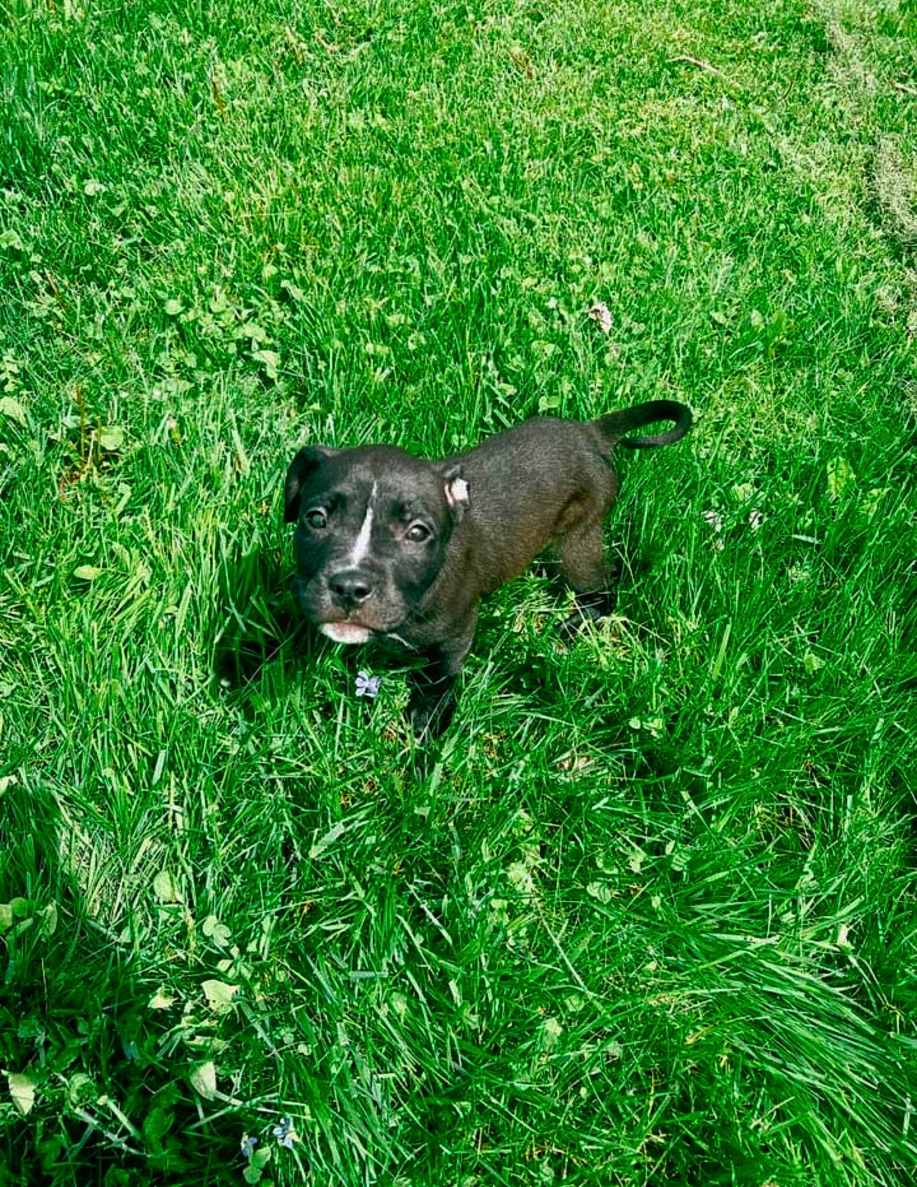 Stormi joined the competition — help win amazing prizes! canidae, carnivore, companion_dog, dog, dog_breed, field, grass, grass_family, grassland, groundcover, hierochloe, hunting_dog, liver, pasture, plant, prairie, snout, tail, terrestrial_animal, working_animal