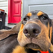 Butch is registered to the contest to win money with this photo: dog, close_up, nose, pet, animal, house, door, red_door, gray_door, outdoor, fur, whiskers, ears, lying_down, portrait, canine, domestic_animal, front_porch, black_fur, brown_fur