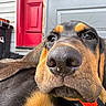 dog, close_up, nose, pet, animal, house, door, red_door, gray_door, outdoor, fur, whiskers, ears, lying_down, portrait, canine, domestic_animal, front_porch, black_fur, brown_fur