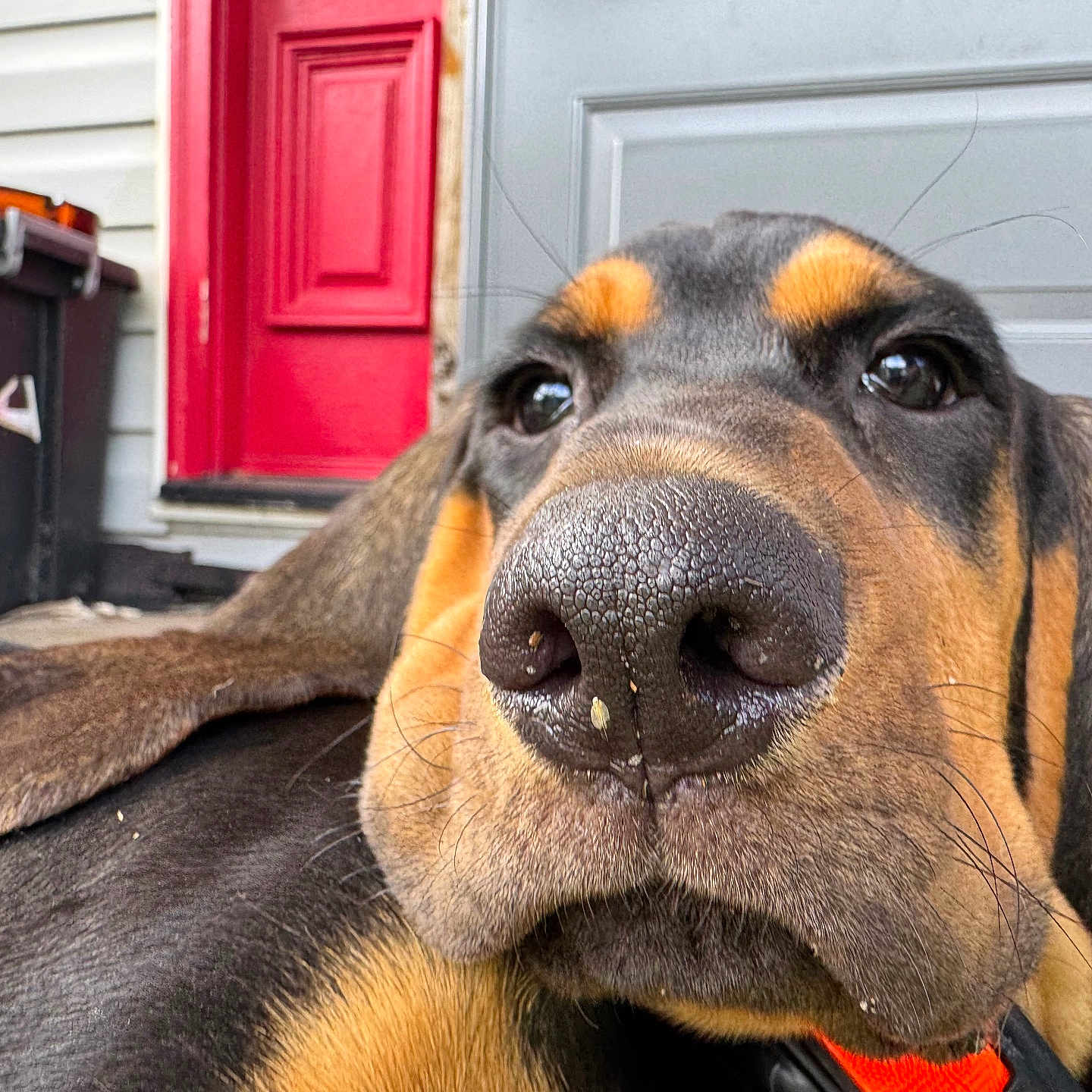 Butch is registered to the contest to win money with this photo: dog, close_up, nose, pet, animal, house, door, red_door, gray_door, outdoor, fur, whiskers, ears, lying_down, portrait, canine, domestic_animal, front_porch, black_fur, brown_fur