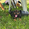 Butch is registered to the contest to win money with this photo: puppy, dog, grass, plastic_chair, black_bucket, tongue_out, outdoor, sunlight, playful, animal, pet, happy, young_dog, nature, greenery, summer, relaxed, backyard, black_and_tan, tongue