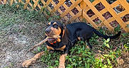Butch is registered to the contest to win money with this photo: animal, canine, collar, dog, fur, garden, grass, greenery, leaves, nature, outdoor, pet, plants, playful, puppy, resting, stick, sunlight, wooden_fence, young_dog