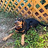 Butch is registered to the contest to win money with this photo: dog, puppy, stick, grass, plants, wooden_fence, outdoor, garden, greenery, animal, canine, playful, pet, nature, young_dog, fur, leaves, sunlight, resting, collar