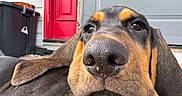 Butch joined the competition — help win amazing prizes! dog, close_up, nose, brown, black, red_door, gray_door, outdoor, pet, animal, relaxed, whiskers, fur, portrait, canine, large_dog, front_porch, door, house, companion