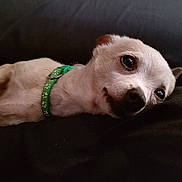 Sissy joined the competition — help win amazing prizes! dog, puppy, small_dog, lying_down, collar, green_collar, pet, cute, animal, indoor, resting, sleepy, fur, white_dog, close_up, face, ears, snout, black_nose, relaxed