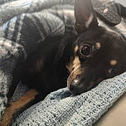 Niko joined the competition — help win amazing prizes! animal, black_dog, blanket, brown_markings, closeup, comfort, cozy, cute, dog, fur, indoor, knitted, laying_down, pet, relaxation, remote_control, resting, sleepy, soft_light, texture