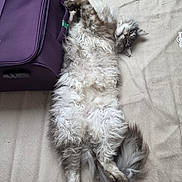 Pepper a rejoint le concours — aidez-le/la à gagner de superbes lots ! beige_blanket, cat, comfortable, cozy, cute, domestic_animal, feline, fluffy, fur, indoor, long_hair, lying_down, paw, pet, purple_suitcase, relaxed, resting, sleepy, tail, whiskers