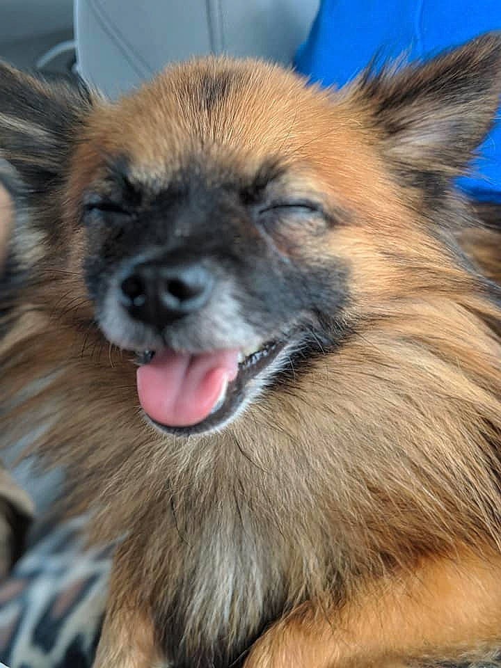 Todd joined the competition — help win amazing prizes! canidae, carnivore, close_up, companion_dog, dog, dog_breed, electric_blue, eye, fang, fawn, fur, jaw, keeshond, snout, sporting_group, terrestrial_animal, whiskers, wildlife, working_animal, working_dog