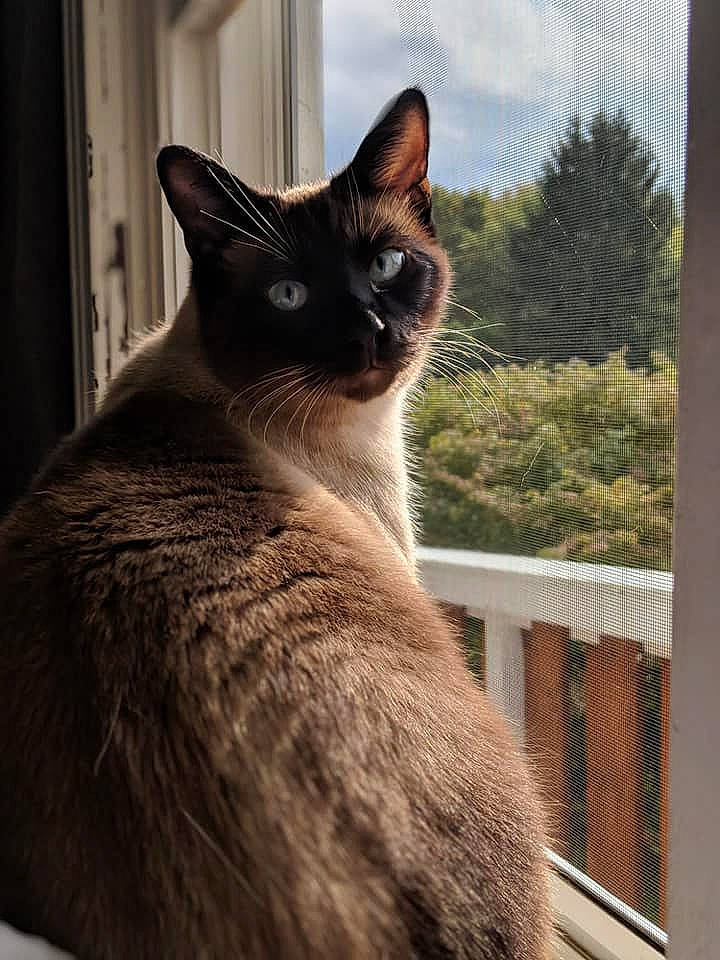 Jinx is registered to the contest to win money with this photo: carnivore, cat, domestic_short_haired_cat, fawn, felidae, fixture, fur, siamese, sky, small_to_medium_sized_cats, snout, tail, terrestrial_animal, thai, tree, vertebrate, whiskers, wildlife, window, wood