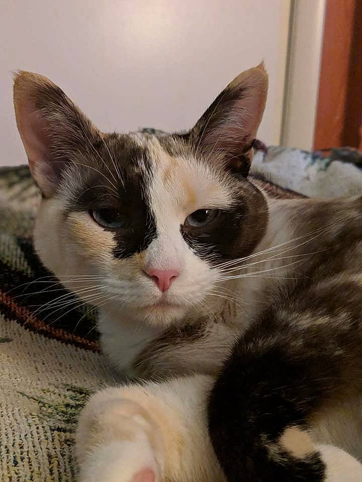 Jax joined the competition — help win amazing prizes! carnivore, cat, claw, comfort, domestic_short_haired_cat, ear, eye, felidae, foot, fur, head, iris, paw, small_to_medium_sized_cats, snout, tail, whiskers, window