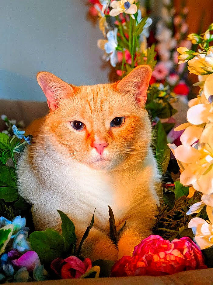 Gypsy is registered to the contest to win money with this photo: annual_plant, art, carnivore, cat, domestic_short_haired_cat, event, fawn, felidae, flower, fur, grass, peach, petal, pink, plant, small_to_medium_sized_cats, snout, tree, whiskers, window