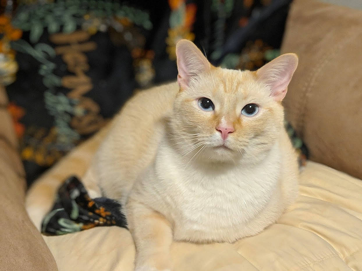 Gypsy is registered to the contest to win money with this photo: carnivore, cat, cat_furniture, cat_supply, claw, collar, comfort, domestic_short_haired_cat, eye, fawn, felidae, fur, paw, pet_supply, plant, small_to_medium_sized_cats, snout, tail, whiskers, wildlife