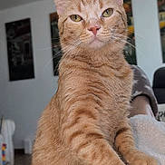 Rusty joined the competition — help win amazing prizes! cat, ginger_cat, tabby, pet, indoor, feline, animal, fur, whiskers, ears, paws, close_up, portrait, cozy, blanket, living_room, domestic, cute, relaxed, curious