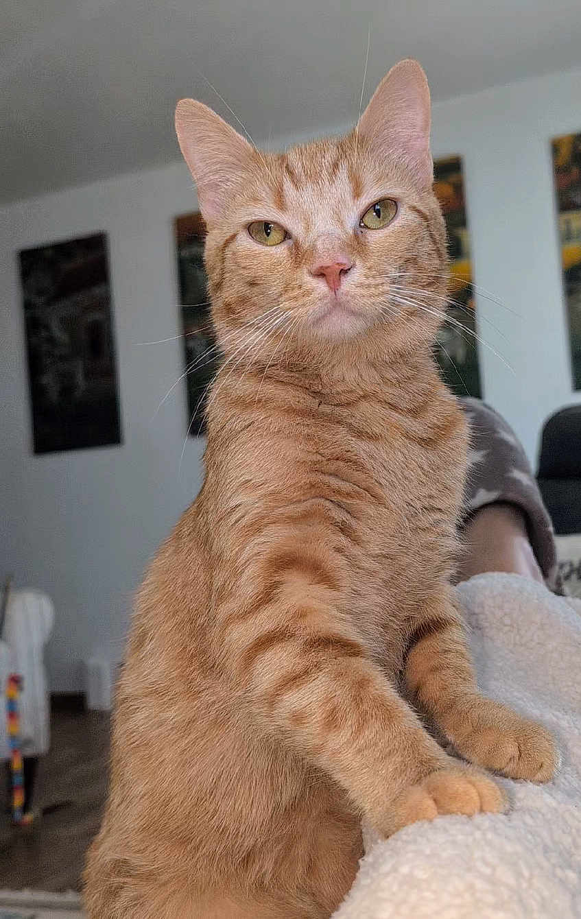 Rusty joined the competition — help win amazing prizes! cat, ginger_cat, tabby, pet, indoor, feline, animal, fur, whiskers, ears, paws, close_up, portrait, cozy, blanket, living_room, domestic, cute, relaxed, curious