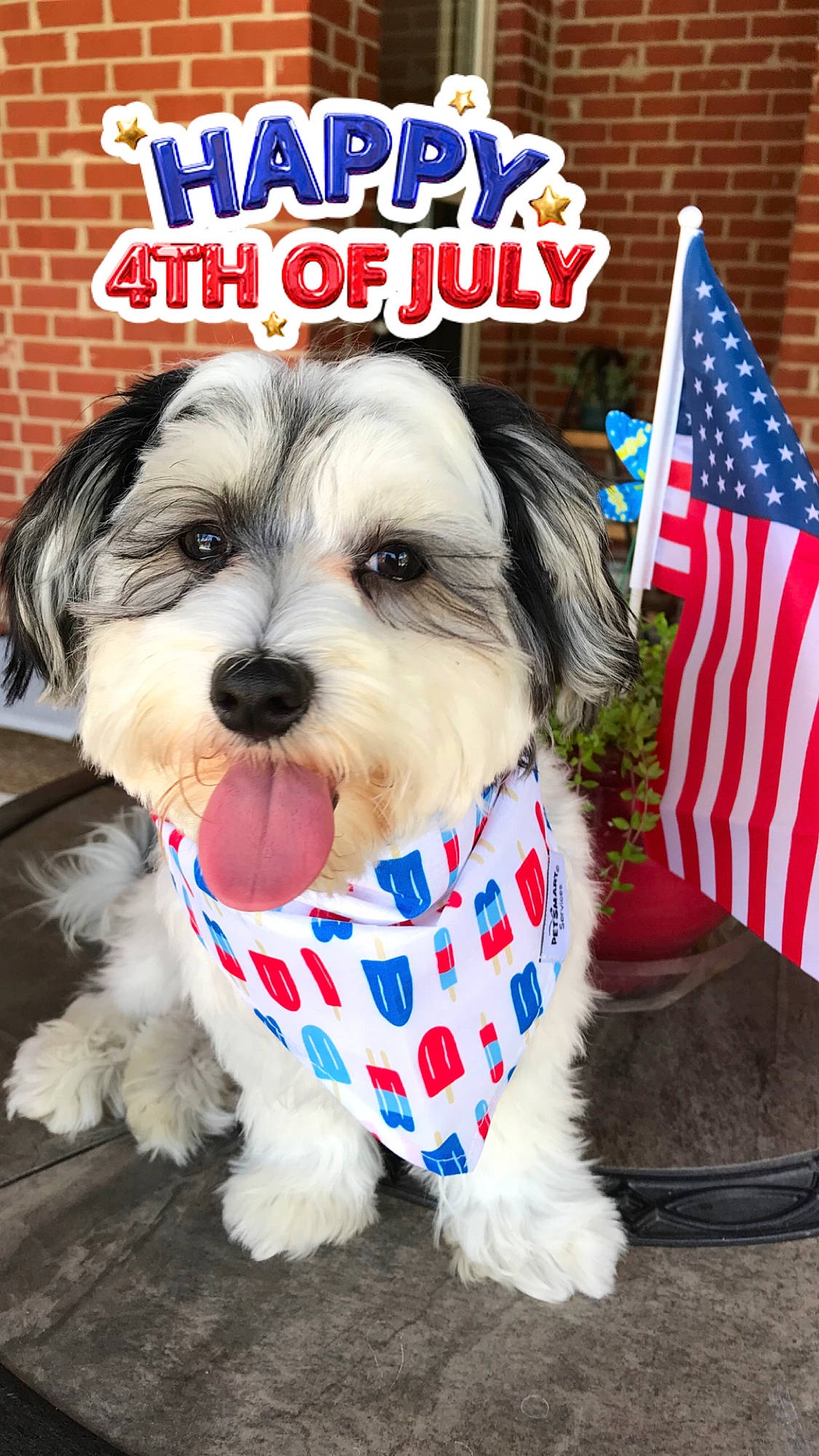 Ripley is registered to the contest to win money with this photo: carnivore, collar, companion_dog, dog, dog_breed, dog_collar, dog_supply, event, flag, flag_day_usa, flag_of_the_united_states, fur, pet_supply, recipe, small_terrier, snout, sporting_group, terrier, toy_dog, vegetable