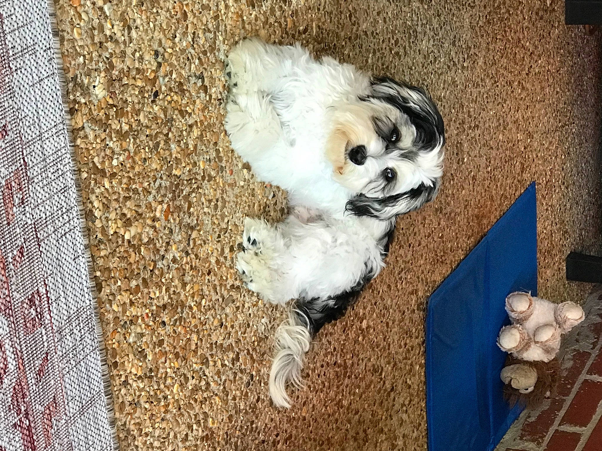 Ripley joined the competition — help win amazing prizes! canidae, carnivore, companion_dog, couch, dog, dog_breed, dog_supply, fawn, feather, flooring, fur, shih_tzu, snout, sporting_group, tableware, tail, toy_dog, whiskers, wood, working_animal