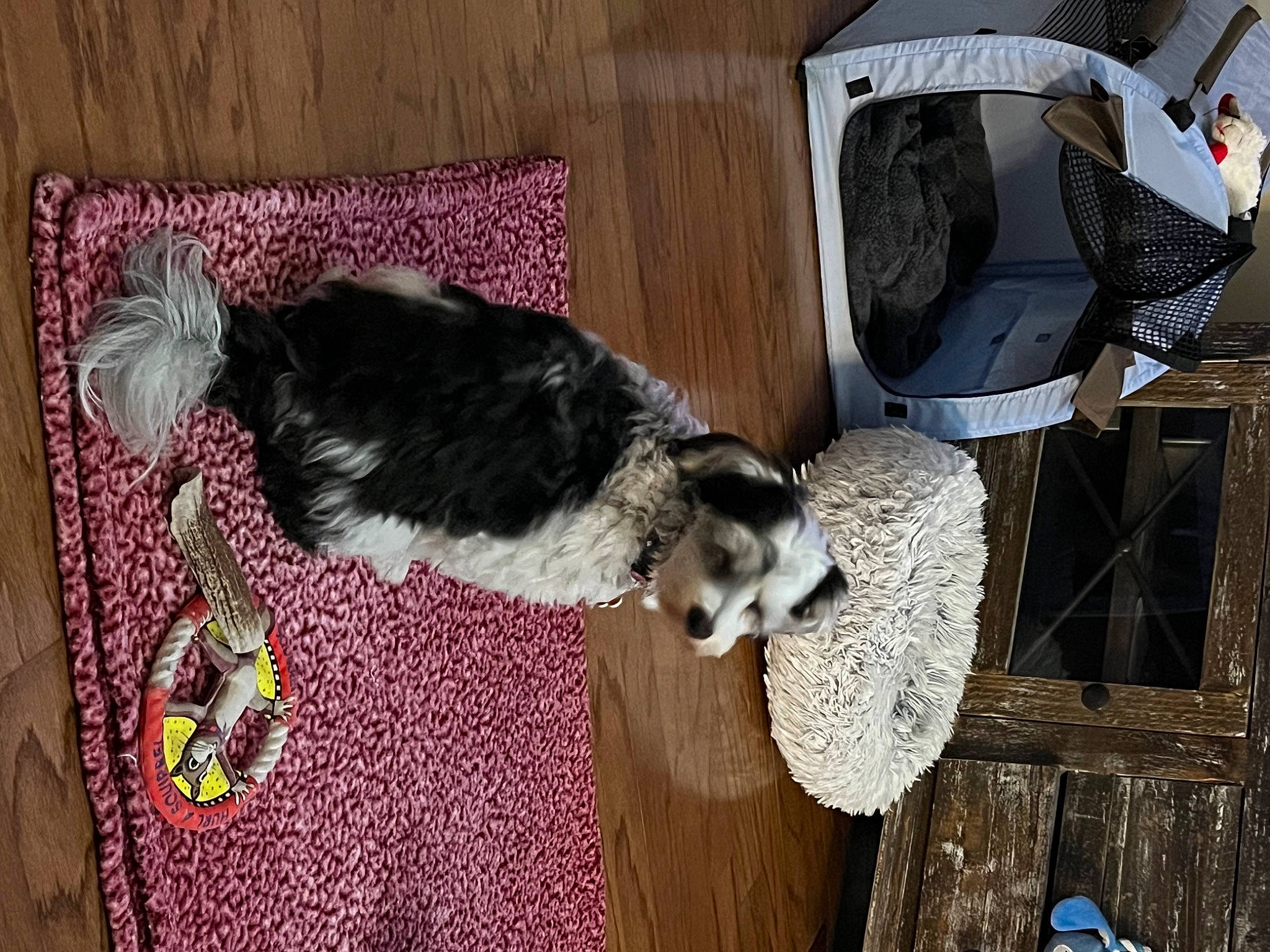 Ripley is registered to the contest to win money with this photo: canidae, carnivore, companion_dog, dog, dog_breed, dog_supply, fur, pet_supply, sporting_group, tail, terrestrial_animal, tree, wood