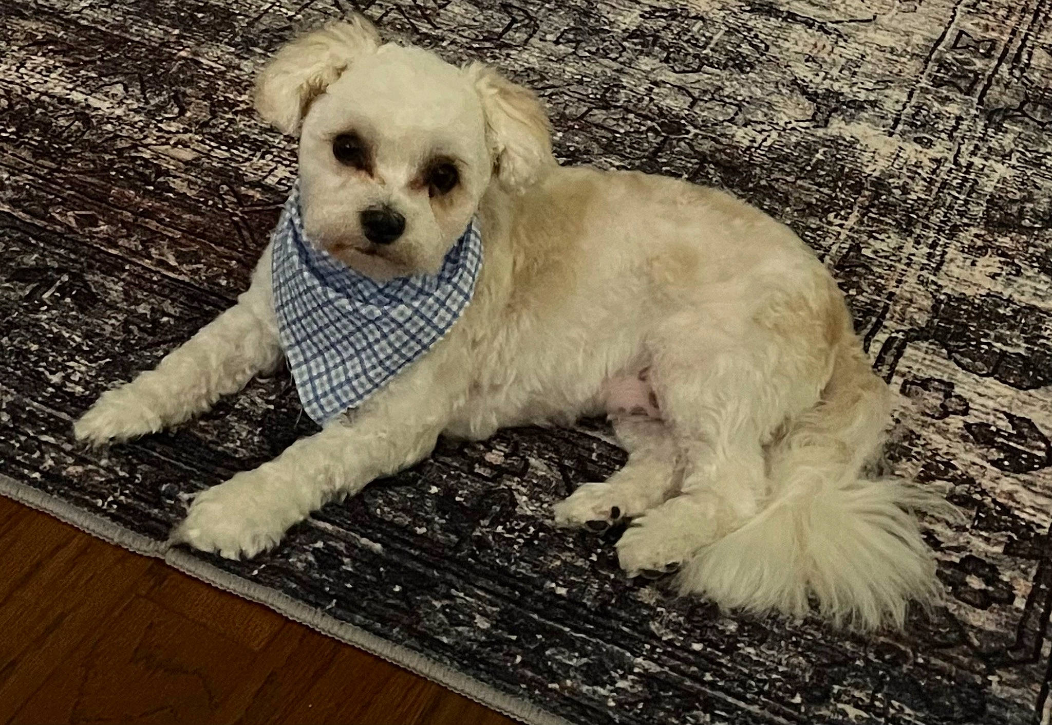 Cashew joined the competition — help win amazing prizes! canidae, carnivore, cockapoo, companion_dog, dog, dog_breed, dog_supply, fur, hardwood, labradoodle, puppy_love, shih_poo, small_terrier, snout, sporting_group, terrier, toy_dog, water_dog, wood, working_animal