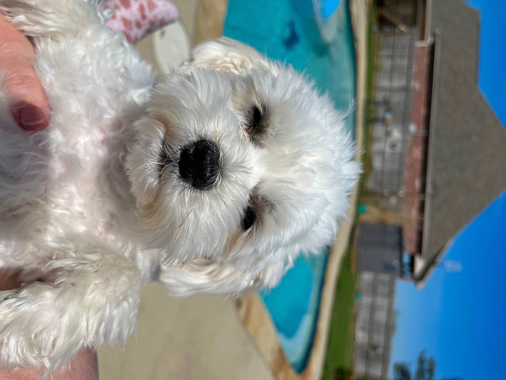 Cashew joined the competition — help win amazing prizes! canidae, carnivore, companion_dog, dog, dog_breed, fur, labradoodle, maltepoo, non_sporting_group, plush, poodle_crossbreed, puppy, sky, small_terrier, snout, sporting_group, stuffed_toy, terrier, toy, toy_dog