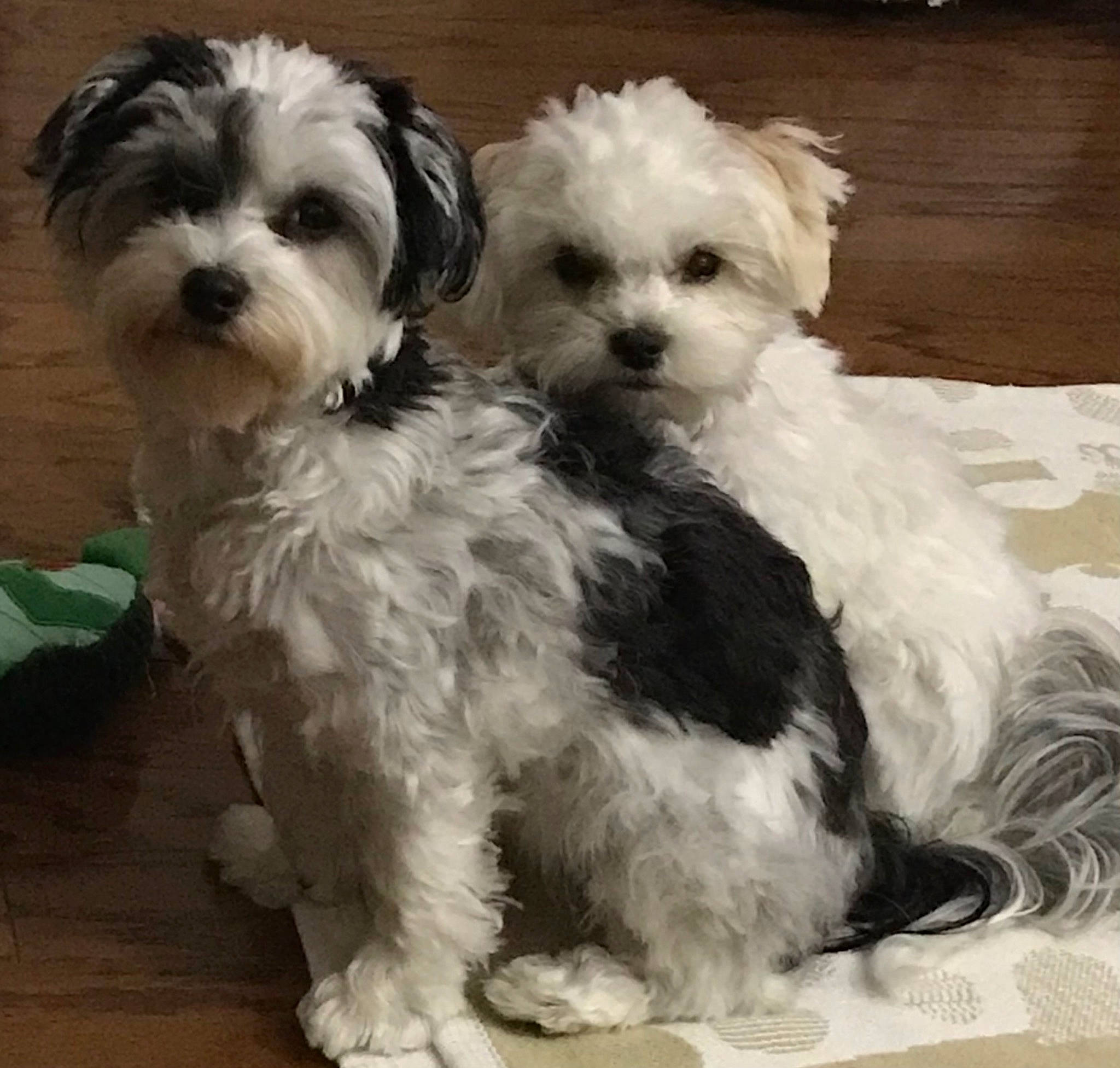 Cashew joined the competition — help win amazing prizes! canidae, carnivore, companion_dog, dog, dog_breed, dog_supply, fur, mal_shi, maltepoo, plant, puppy, shih_poo, small_terrier, snout, sporting_group, terrier, toy_dog, water_dog, working_animal, yorkipoo