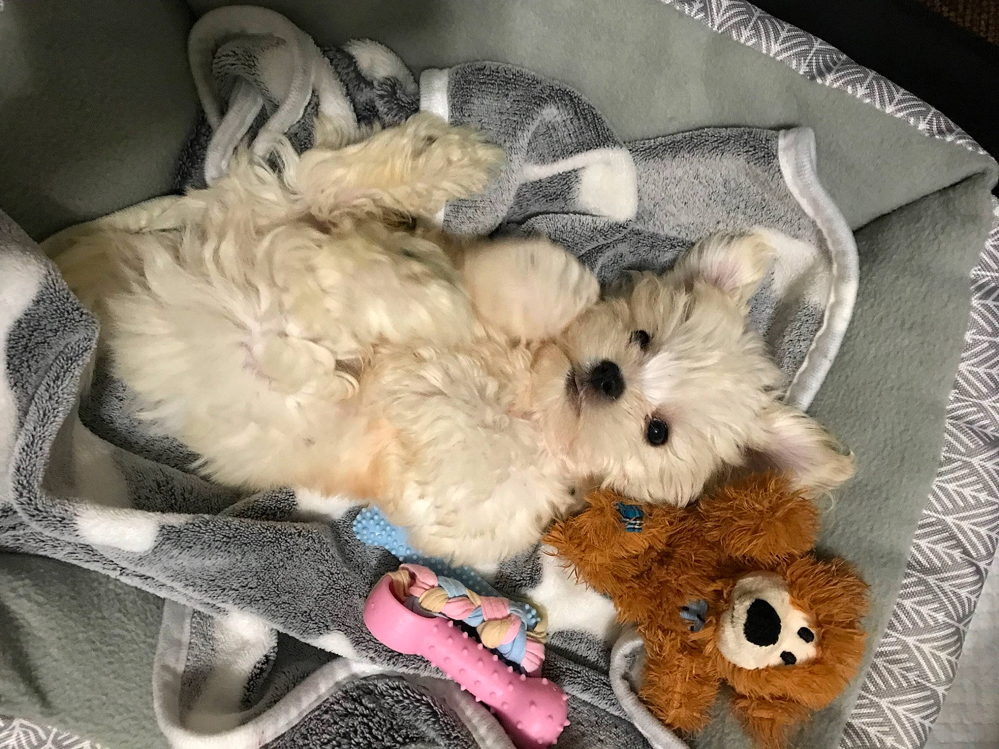 Cashew joined the competition — help win amazing prizes! bow_tie, canidae, carnivore, comfort, companion_dog, dog_breed, dog_supply, fawn, felidae, fur, goggles, pet_supply, snout, sporting_group, stuffed_toy, sunglasses, toy, toy_dog, whiskers, working_animal