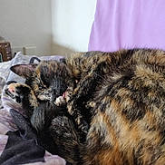 Tywy participe au concours pour gagner de l'argent avec cette photo : cat, tortoiseshell, sleeping, curled_up, tongue_out, bed, blanket, purple, black, fur, pet, domestic_animal, cozy, resting, indoor, cute, whiskers, paw, soft, relaxation