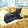 Tywy participe au concours pour gagner de l'argent avec cette photo : cat, sleeping, tortoiseshell, pet, bed, plush, yellow, sunflower, window, natural_light, indoor, cozy, resting, feline, soft_texture, home, decorative_ironwork, curtain, relaxed, animal