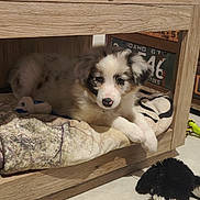 Louve a rejoint le concours — aidez-le/la à gagner de superbes lots ! puppy, dog, blanket, wooden_furniture, toy, indoor, floor, cute, pet, resting, fur, animal, home, cozy, laying_down, black_and_white, small, canine, comfort, relaxation