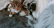 Louve participe au concours pour gagner de l'argent avec cette photo : animal, blanket, brown_fur, closeup, companion, cozy, curious, cute, dog, domestic, friendship, fur, indoor, pet, relaxed, resting, sleeping, snuggling, tabby_cat, white_fur