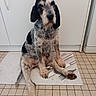 animal, black_and_white, cabinet, canine, companion, dog, domestic, ears, floor_mat, fur, indoors, kitchen, paw, pet, portrait, quiet, resting, sitting, snout, tile_floor