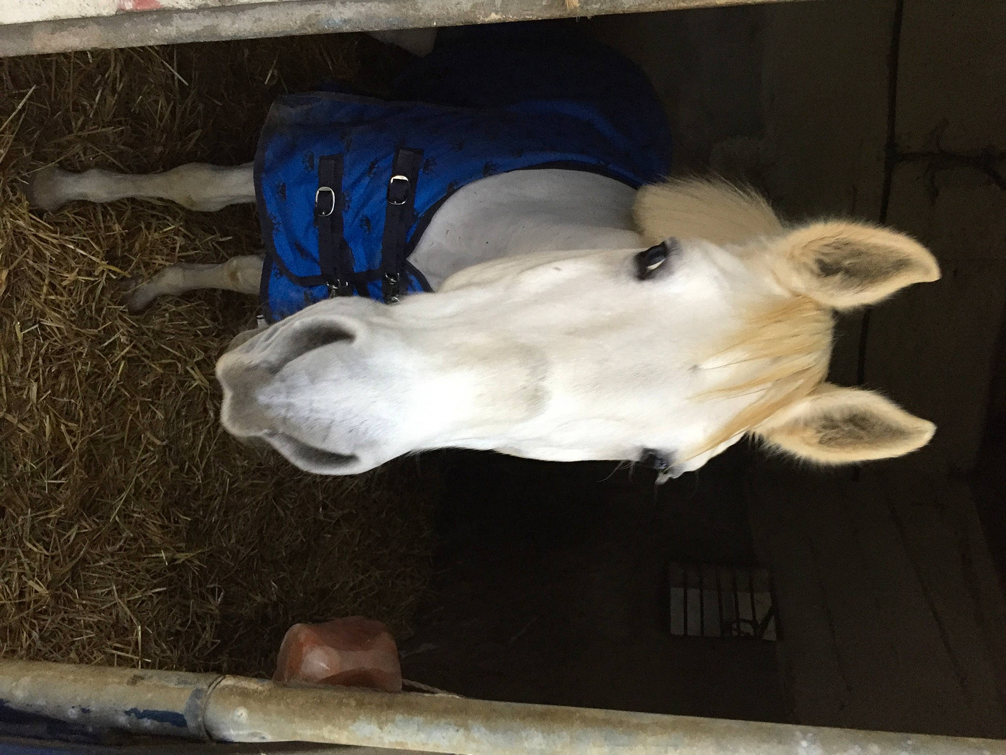 Nuage a rejoint le concours — aidez-le/la à gagner de superbes lots ! canidae, fawn, snout, sporting_group