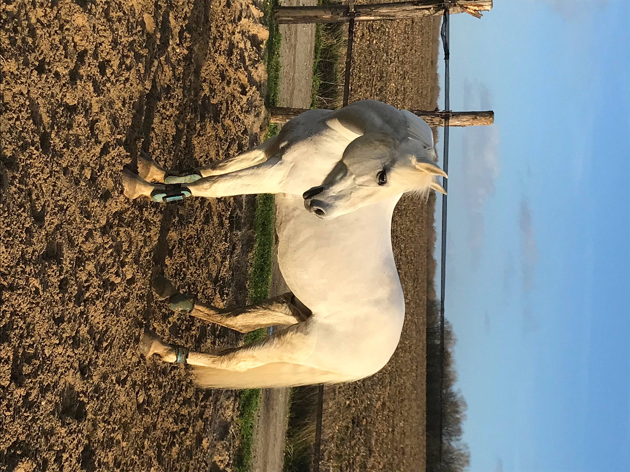 Nuage participe au concours pour gagner de l'argent avec cette photo : beak, bird, wildlife