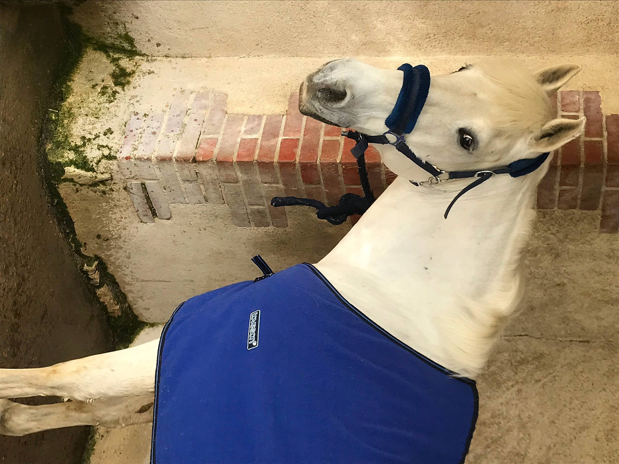 Nuage participe au concours pour gagner de l'argent avec cette photo : bear, blue, ear, illustration, neck, panda, plaster, snout, t_shirt, wall