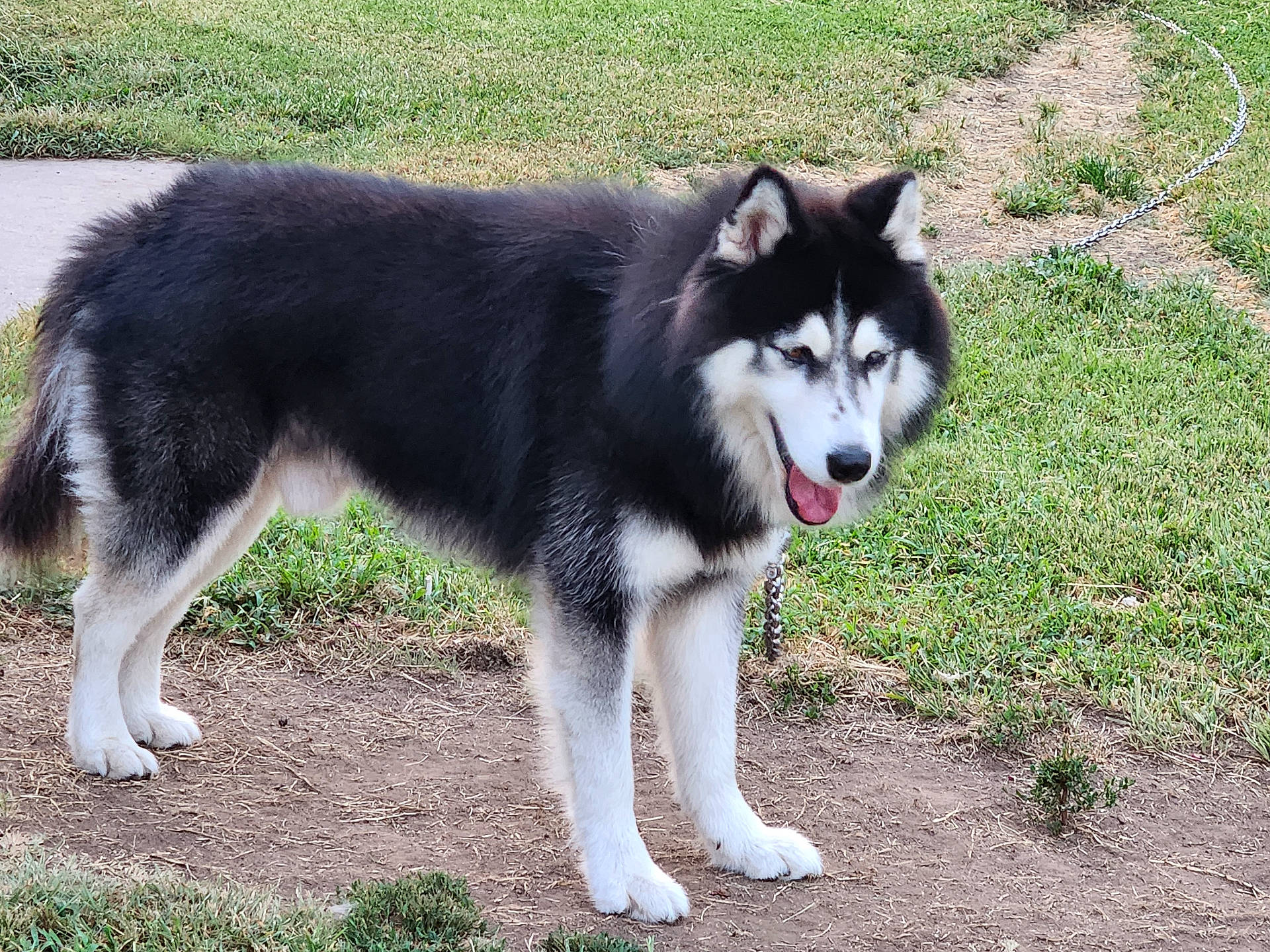 Benji joined the competition — help win amazing prizes! accessories, alloywheel, animal, canine, car, carwheel, collie, dog, eskimodog, grass, husky, machine, pet, plant, puppy, spoke, tire, transportation, vehicle, wheel