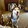 animal, blanket, carpet, cozy, dog, domestic, ears, fireplace, floor, friendly, furniture, home, husky, indoor, living_room, pet, sitting, smiling, tail, wooden_cabinet