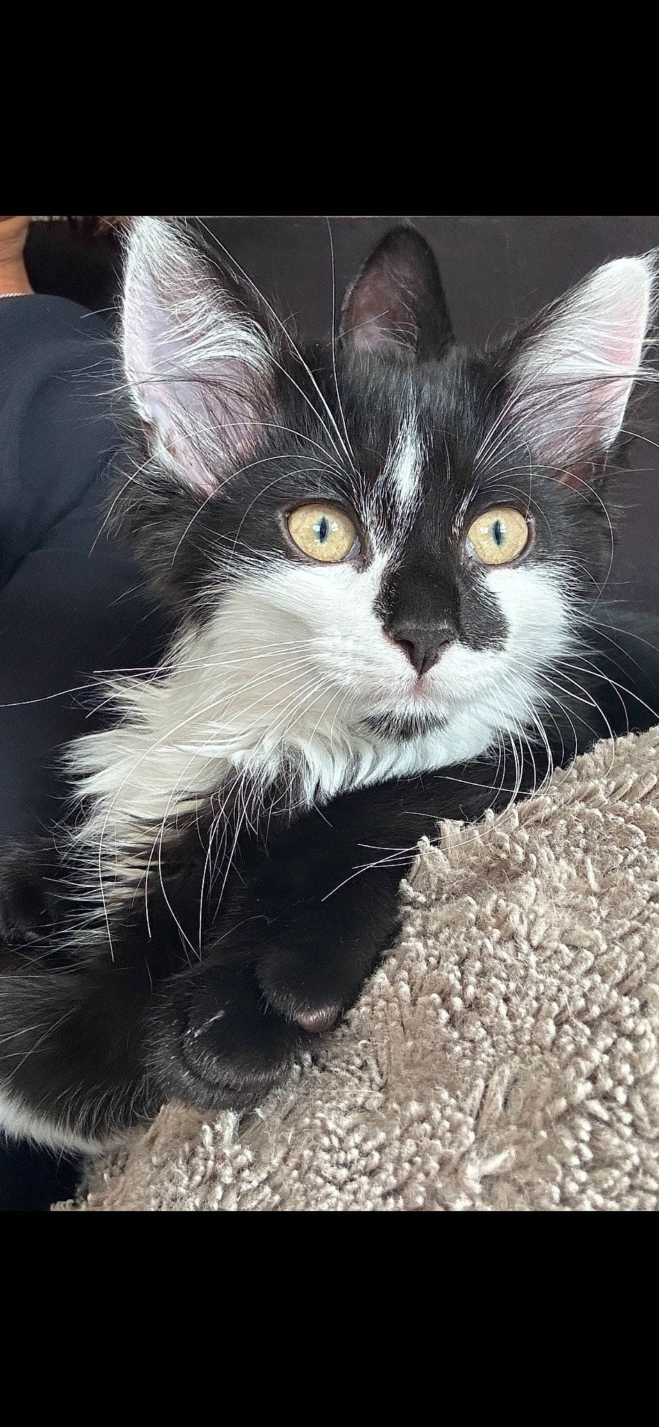 Rasta a rejoint le concours — aidez-le/la à gagner de superbes lots ! carnivore, cat, cat_supply, claw, comfort, domestic_short_haired_cat, eye, felidae, fur, iris, paw, photo_caption, small_to_medium_sized_cats, snout, tail, terrestrial_animal, whiskers