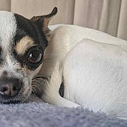 Perle participe au concours pour gagner de l'argent avec cette photo : dog, chihuahua, pet, animal, cute, small_dog, white_fur, black_fur, lying_down, blanket, indoor, close_up, face, ears, nose, eyes, fur, resting, cozy, sleepy
