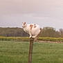 cat, animal, fence_post, field, grass, outdoor, nature, wildlife, pet, balancing, white_cat, orange_spots, rural, sky, cloudy, wooden_post, greenery, calm, daylight, feline